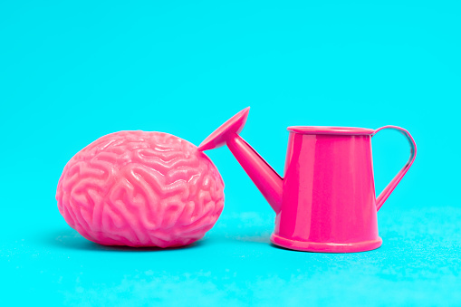 Close-up view of a toy model of a human brain and a miniature pink watering can set on a blue backdrop, symbolizing the nurturing of ideas and the growth of knowledge.