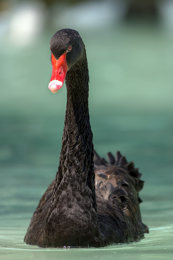 Close shot of a beautiful black swan (Cygnus atratus) cleaning his feathers.