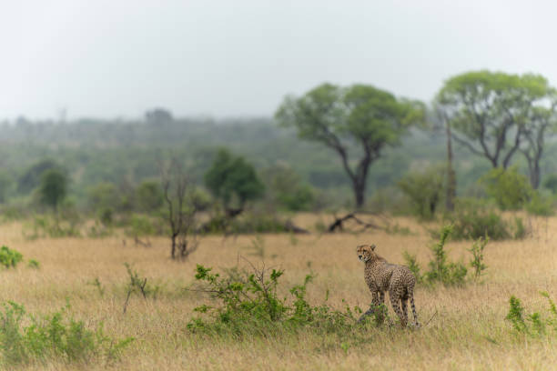 istock Cheetah in the rain  in Kruger National Park 1939639794
