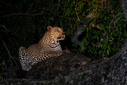 Leopard in the night. Male leopard (Panthera pardus) protecting his prey in a tree after dark in Sabi Sands Game Reserve in the Greater Kruger Region in South Africa