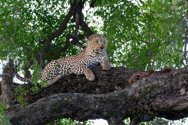 istock Leopard in a tree in Sabi Sands Game Reserve 1939640882