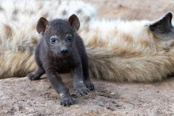 Hyena puppy. Small baby hyena discovering the world close to mum at the hyena den in the early morning in Sabi Sands Game Reserve in the Greater Kruger Region in South Africa