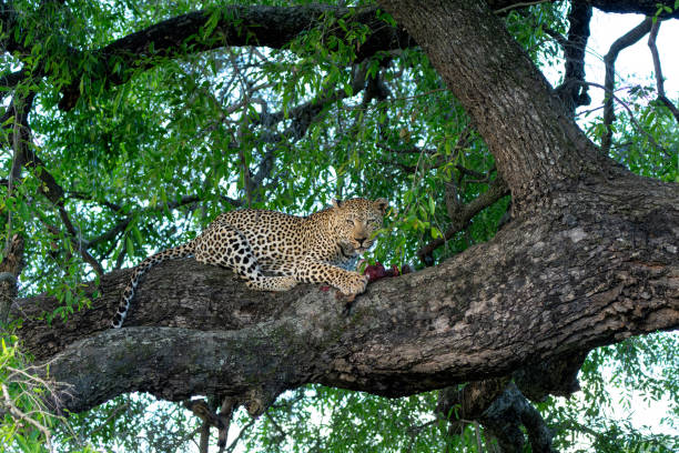 istock Leopard in a tree in Sabi Sands Game Reserve 1939641438