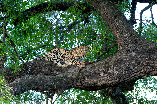 Leopard in a tree. This male leopard Panthera pardus) was eating his prey in a tree in a Game Reserve in the Greater Kruger Region in South Africa