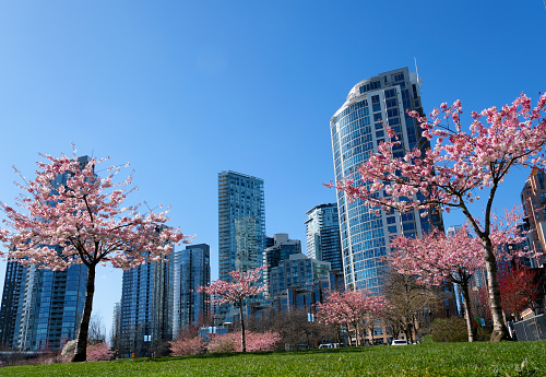 David Lam Park travel famous places flowering trees magnolia cherry blue sky skyscrapers early spring in big city cherry blossoms skyscrapers strolling pedestrians