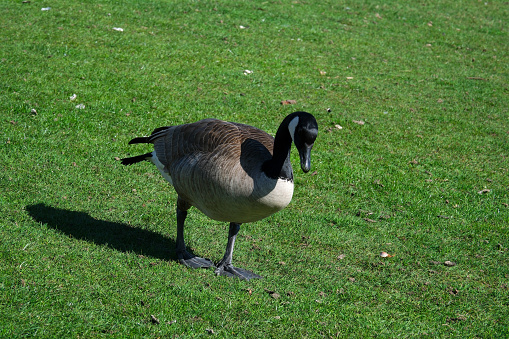 Canadian goose walking in green grass and mud near lake pond. High quality photo