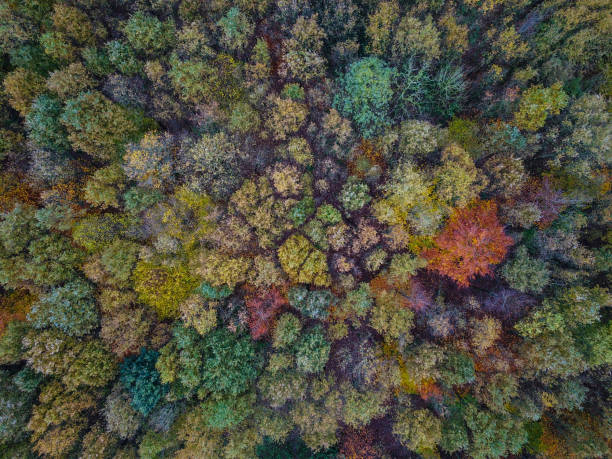 istock Mixed woodland seen from above 1939673993