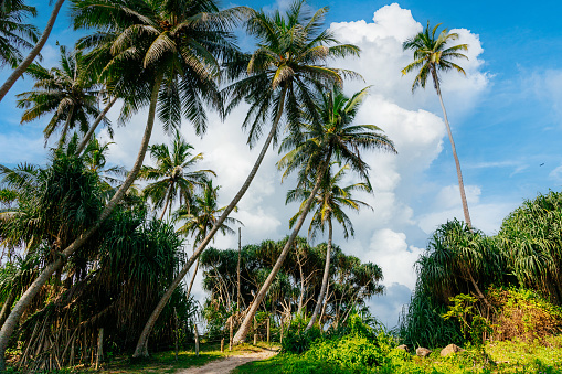 Numerous palm trees with their long, slender trunks and lush green fronds. The palm trees are of varying heights and orientations, some leaning dramatically. A clear path or small road is visible on the ground amidst dense green vegetation. The sky is bright blue with scattered fluffy white clouds providing a vibrant backdrop. The overall atmosphere is tropical and serene.