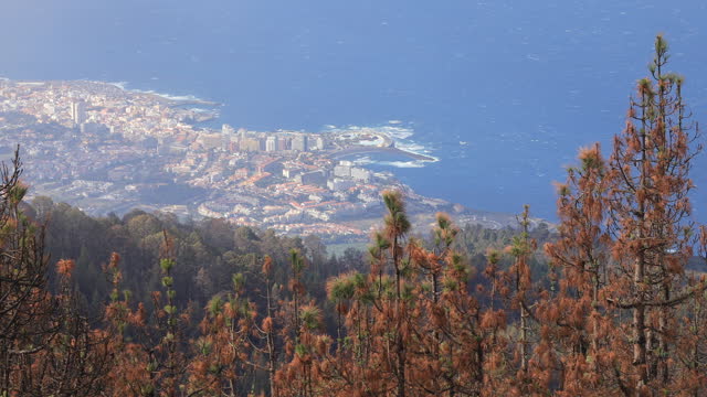 Tenerife's Teide National Park, burnt forest after 2023 fire. Puerto de la Cruz in the further part of the image.