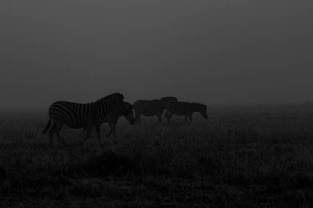 istock Zebra (Equus quagga) in Rietvlei Nature Reserve 1939683702