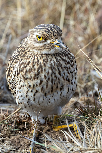 Spotted Thick-knee (Gewone Dikkop) (Burhinus capensis) in Rietvlei Nature Reserve