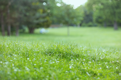 Summer time. green meadow in the city park.