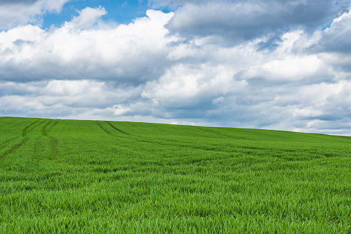 Green field and blue sky white cloud nature background.Farmland. Beautiful field against blue sky with white clouds. Agriculture scene