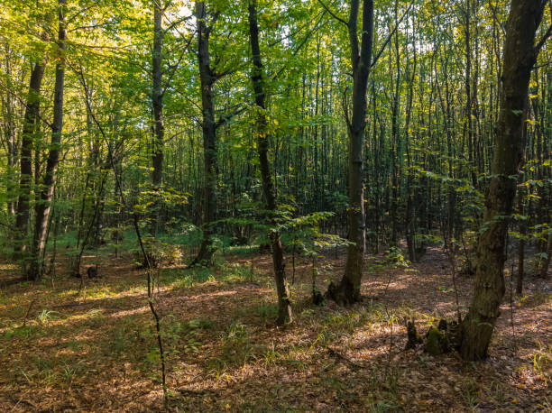 istock Fairytale sunny forest. Bright summer landscape. 1939693467