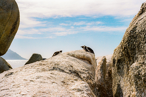 Two Penguins sitting on rock