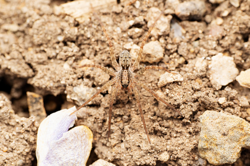 Sumatran wolf spider, Pardosa sumatrana, Satara, Maharashtra, India