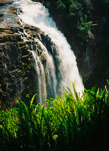 White waterfall rushing at Victoria Falls with sunlight hitting plants in the foreground