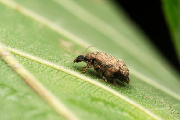 One brown weevil on yellow blossom outdoors in garden, macrophoto