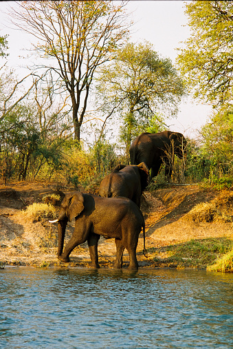 Close up of 3 elephants walking out of the Zambezi River in the bush
