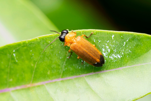 Orange Firefly, Lampyris sp, Satara, Maharashtra, India