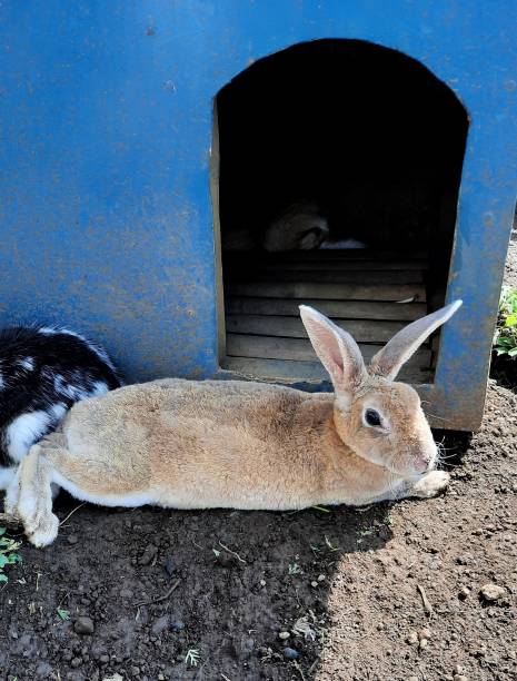 das niedliche kaninchen liegt im sommer entspannt vor einem stall oder holzhaus. - easter easter bunny fun humor stock-fotos und bilder