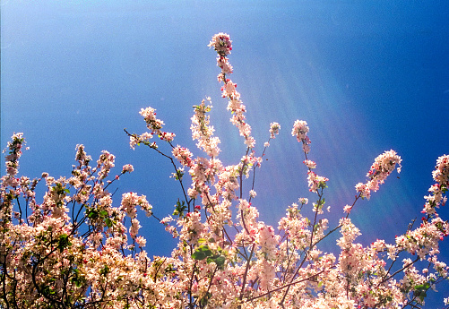 Beautiful blossom shining in the sunlight