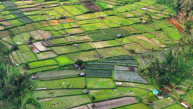 Close up Aerial Drone Sunset Scene of Paddy Fields terrace in foreground, Bali, Indonesia.