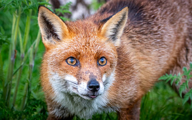 istock Beautiful red fox on the blurry background during the daytime 1939705905