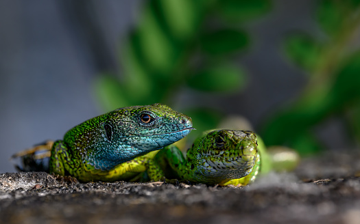 The European green lizards (Lacerta viridis) resting on a stone