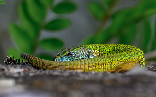 A European green lizard (Lacerta viridis) resting on a stone