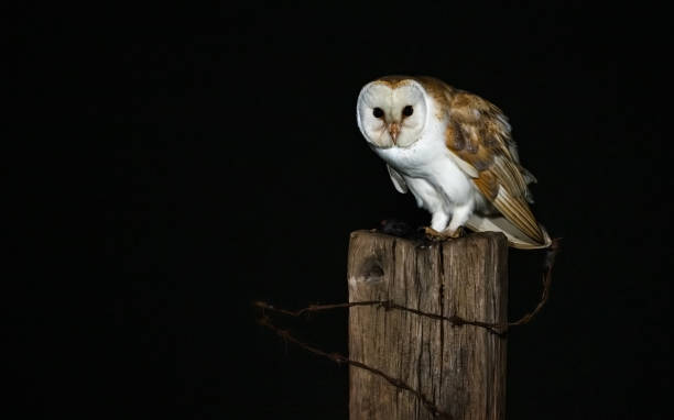 istock Beautiful owl resting outdoors on the dark background 1939706640