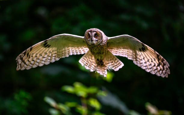 istock Beautiful owl flying in nature on the blurry background 1939707262