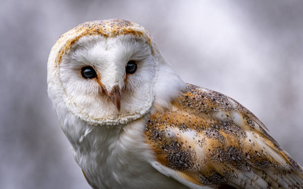 istock Beautiful owl resting outdoors in nature on the blurry background 1939707273