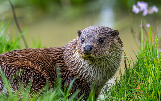 Scenic close up of an Otter sitting on grass