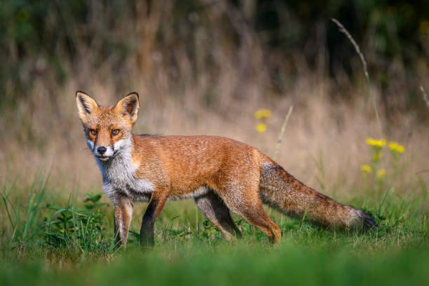 istock Beautiful red fox on the blurry background during the daytime 1939709477