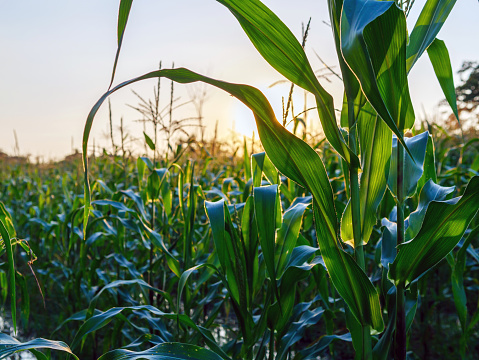 Corn plant in corn field at sunset