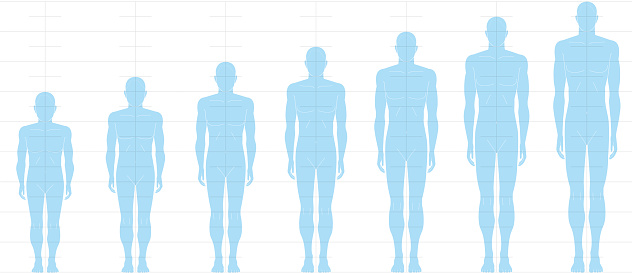 Human height balance seen from the front. Illustration of a male body with 6 heads, 7 heads, 8 heads, and 9 heads.