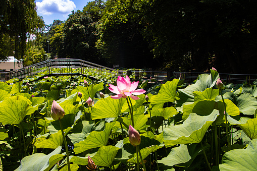Beautiful lotus flowers in the park