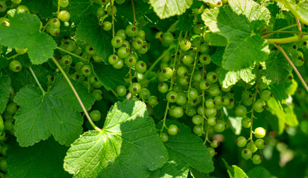 istock green unripe red currant on the branches in the garden. 1939724522