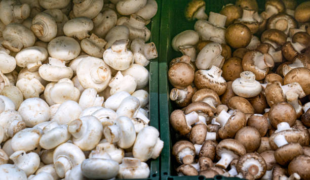 istock White and brown champignons in a box at the market. 1939728249