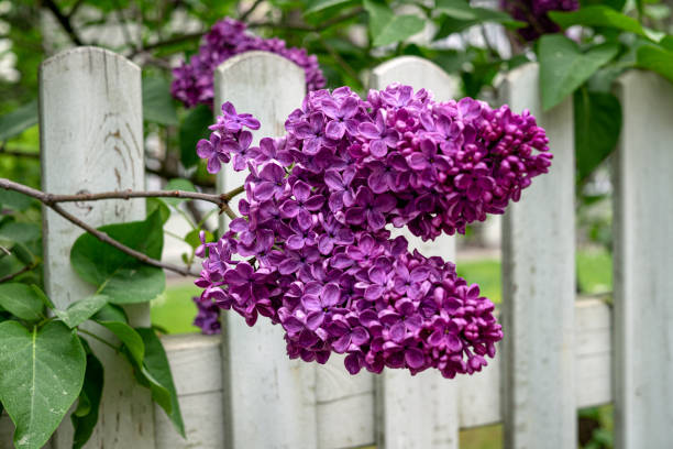 istock Blooming lilac bush with delicate purple flowers. 1939728276