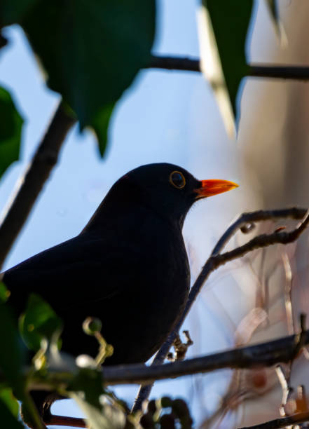 istock Eurasian blackbird (Turdus merula) in a tree 1939729345