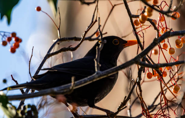 istock Eurasian blackbird (Turdus merula) in a tree 1939729884