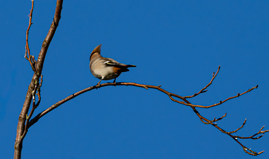 Japanese waxwing on a branch of tree.