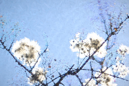 Cotton like seed heads on a tree in an English garden.