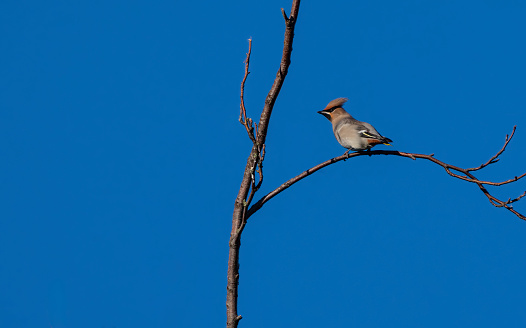 A bohemian waxwing, an infrequent winter visitor to the UK.