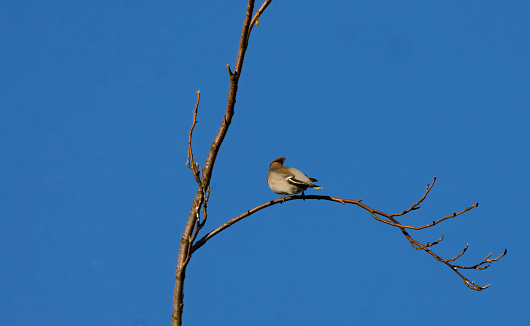 A bohemian waxwing, an infrequent winter visitor to the UK.