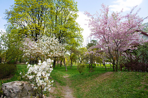 Picturesque park, spring blooming trees, sakura and magnolia. Spring landscape with trees and blooming cherry flowers