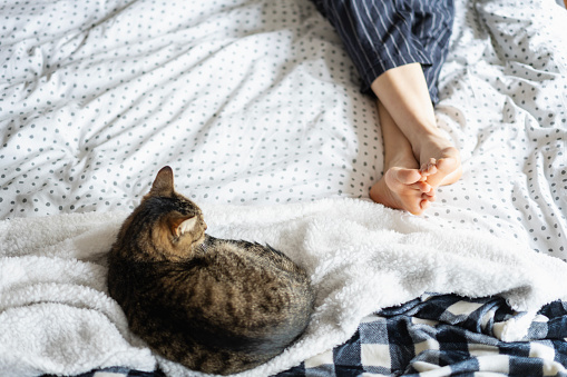 Gray tabby cat lying on the bed next to the owner's feet