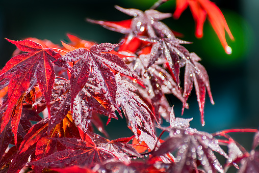 Closeup of playful shiny palmately lobed leaves or water drops with white bokeh on dark green-blue blurry background